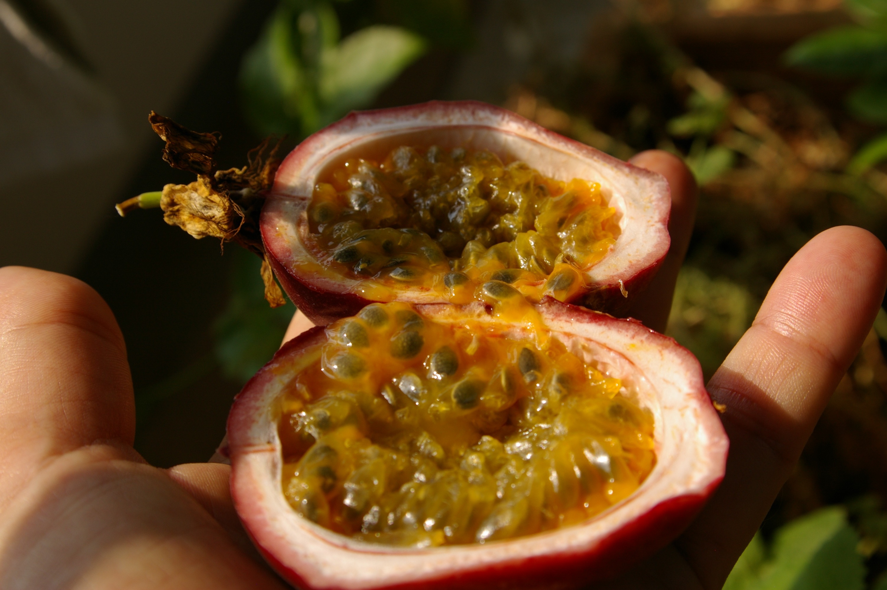 I forgot to mention that my other hobby is gardening. This is a passion fruit that I grew on my veranda.